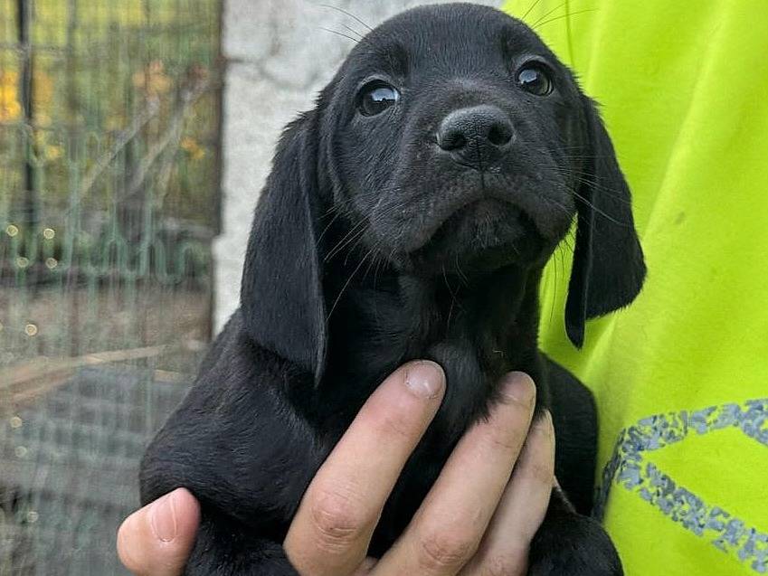 Adotta un cane, maschio, 2 mesi, Teramo