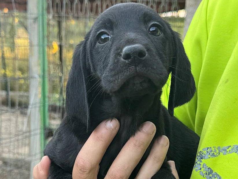 Adotta un cane, taglia media, maschio, Teramo