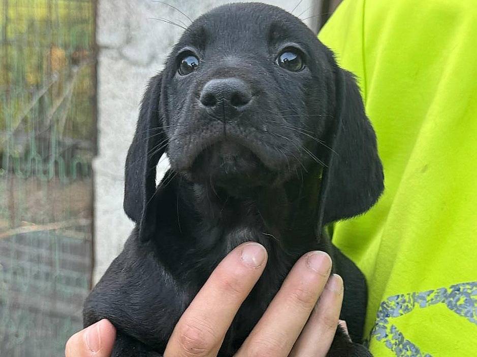 Vuoi adottare un cane a Teramo?