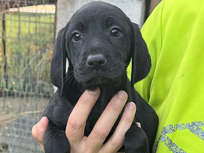 Adotta il cane Rigel a Teramo