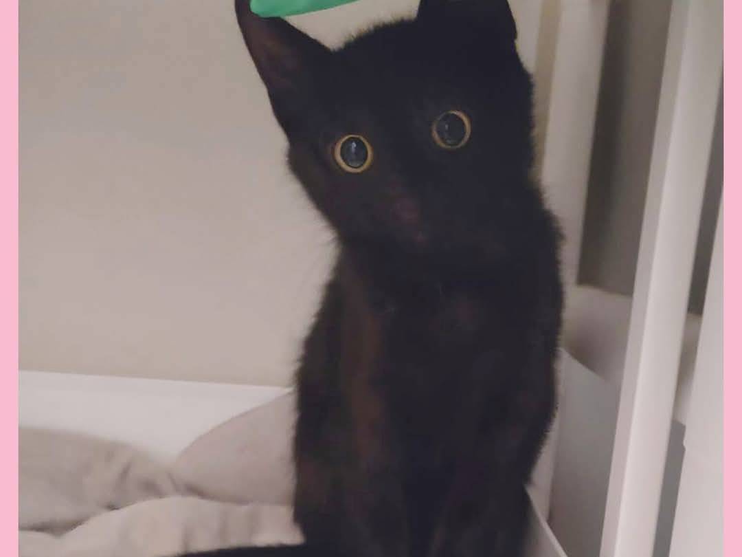 Adozione gatto, femmina, Razza sconosciuta Razza sconosciuta, 3 mesi, taglia non valida, Torino