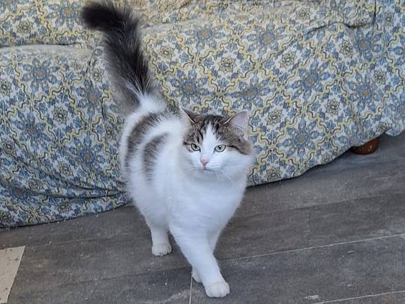 Adotta un gatto, taglia non valida, femmina, Genova