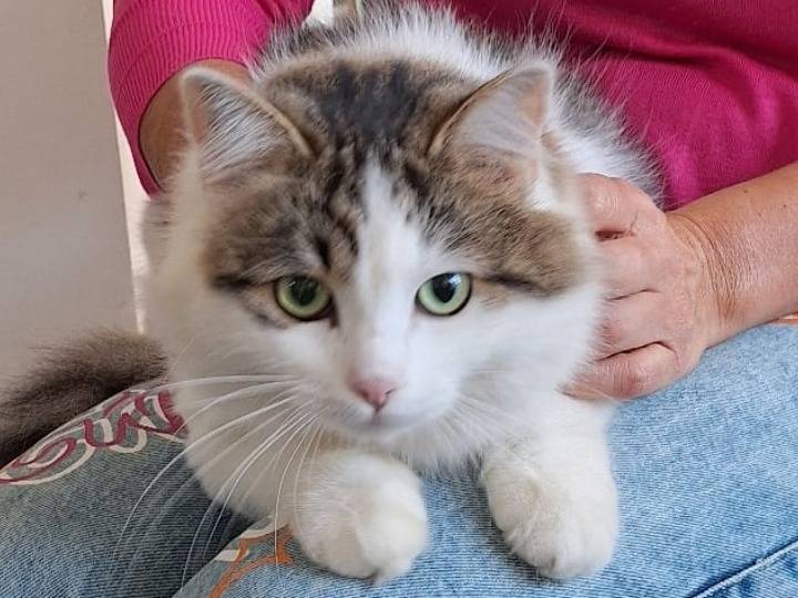 Adotta il gatto Dafne a Genova