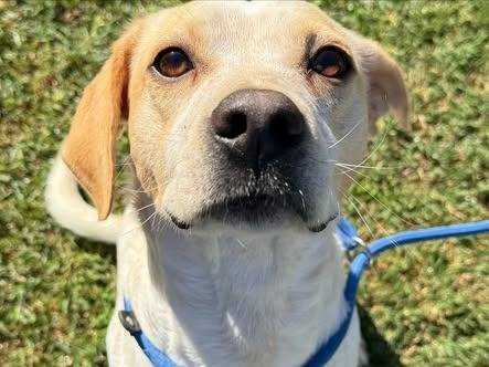 Adozione cane, maschio, Pointer Razza sconosciuta, 5 anni, taglia media, Matera