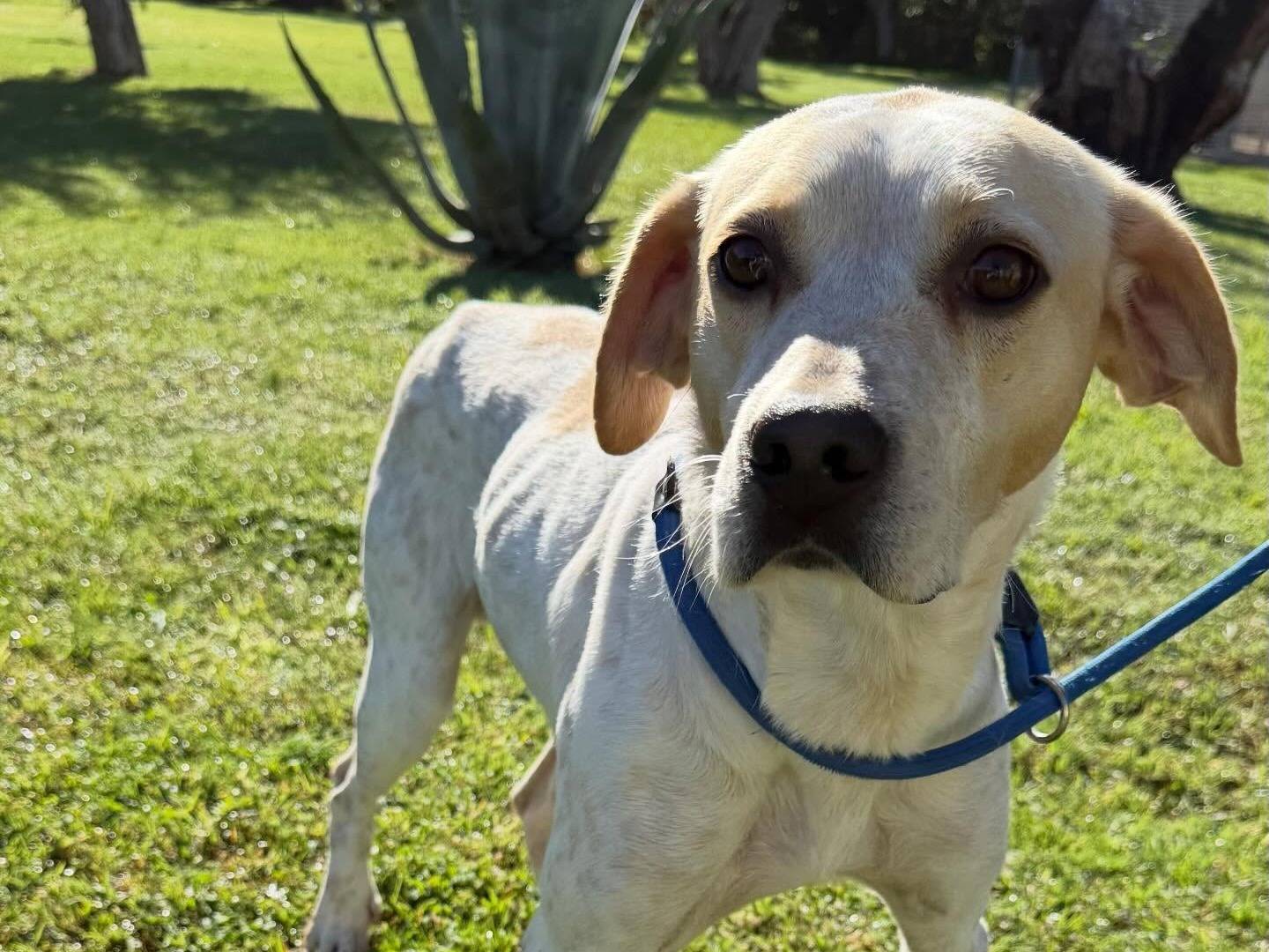 Adotta un cane, maschio, 5 anni, Matera