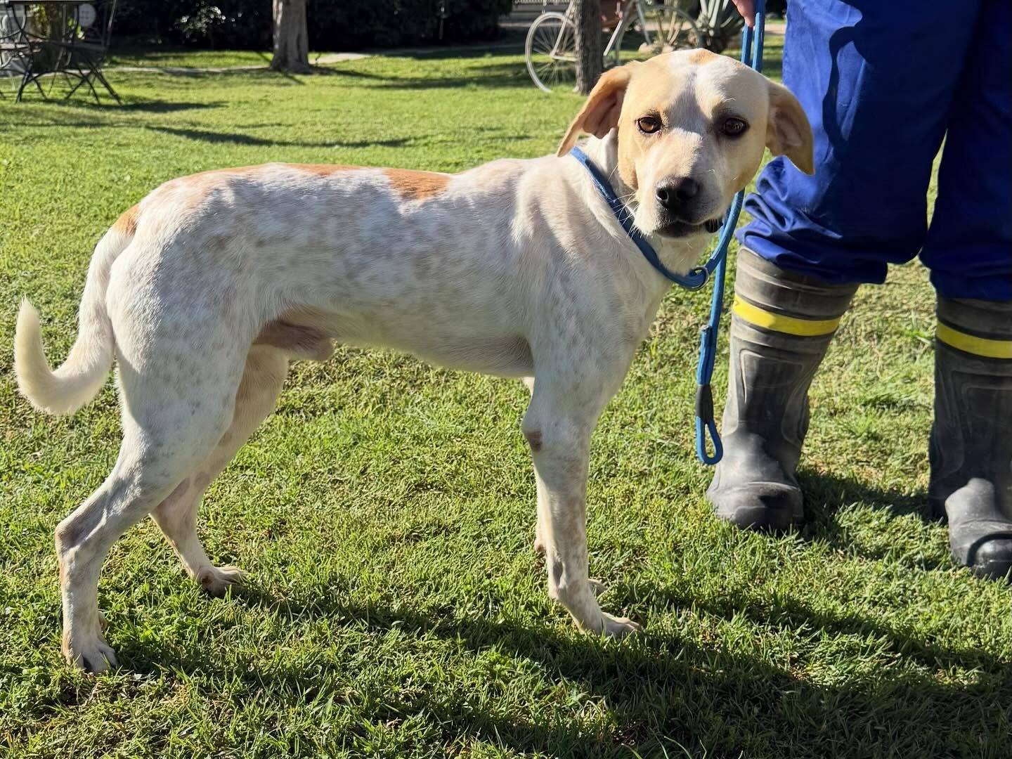 Adotta un cane, taglia media, maschio, Matera