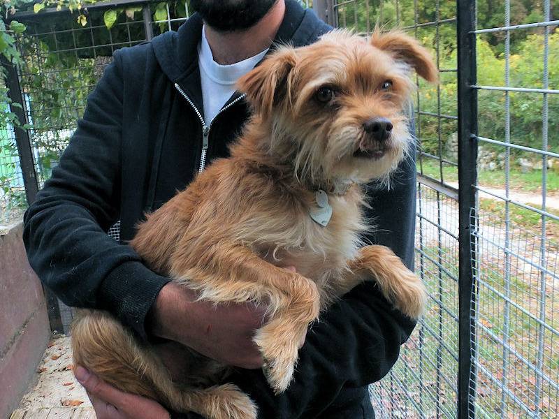 Adozione cane, maschio, Razza sconosciuta Razza sconosciuta, 5 anni e 9 mesi, taglia piccola, Frosinone
