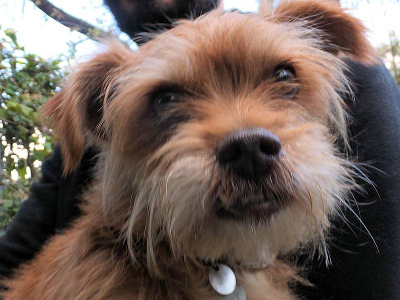 Adotta un cane, maschio, 5 anni e 9 mesi, Frosinone