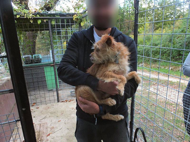 Adotta un cane, taglia piccola, maschio, Frosinone