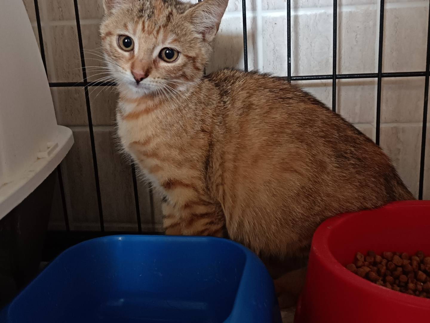 Adozione gatto, femmina, Razza sconosciuta Razza sconosciuta, 1 mesi, taglia non valida, Barletta