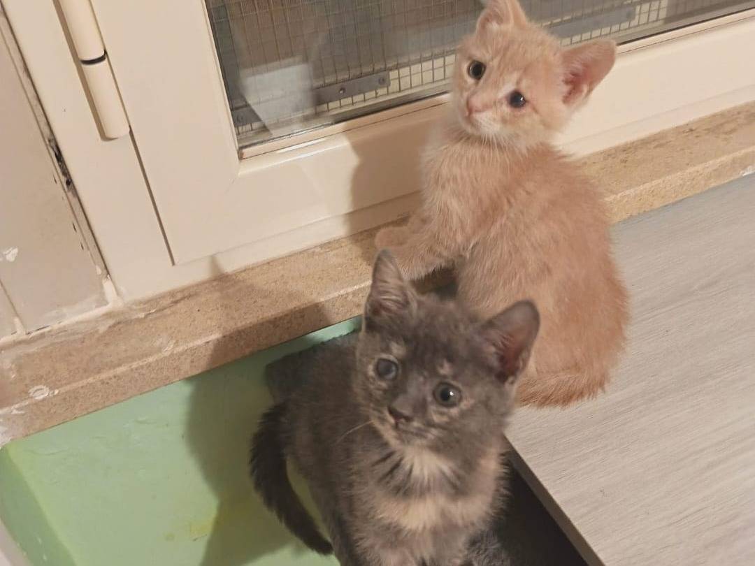 Adozione gatto, maschio, Razza sconosciuta Razza sconosciuta, 2 mesi, taglia non valida, Latina