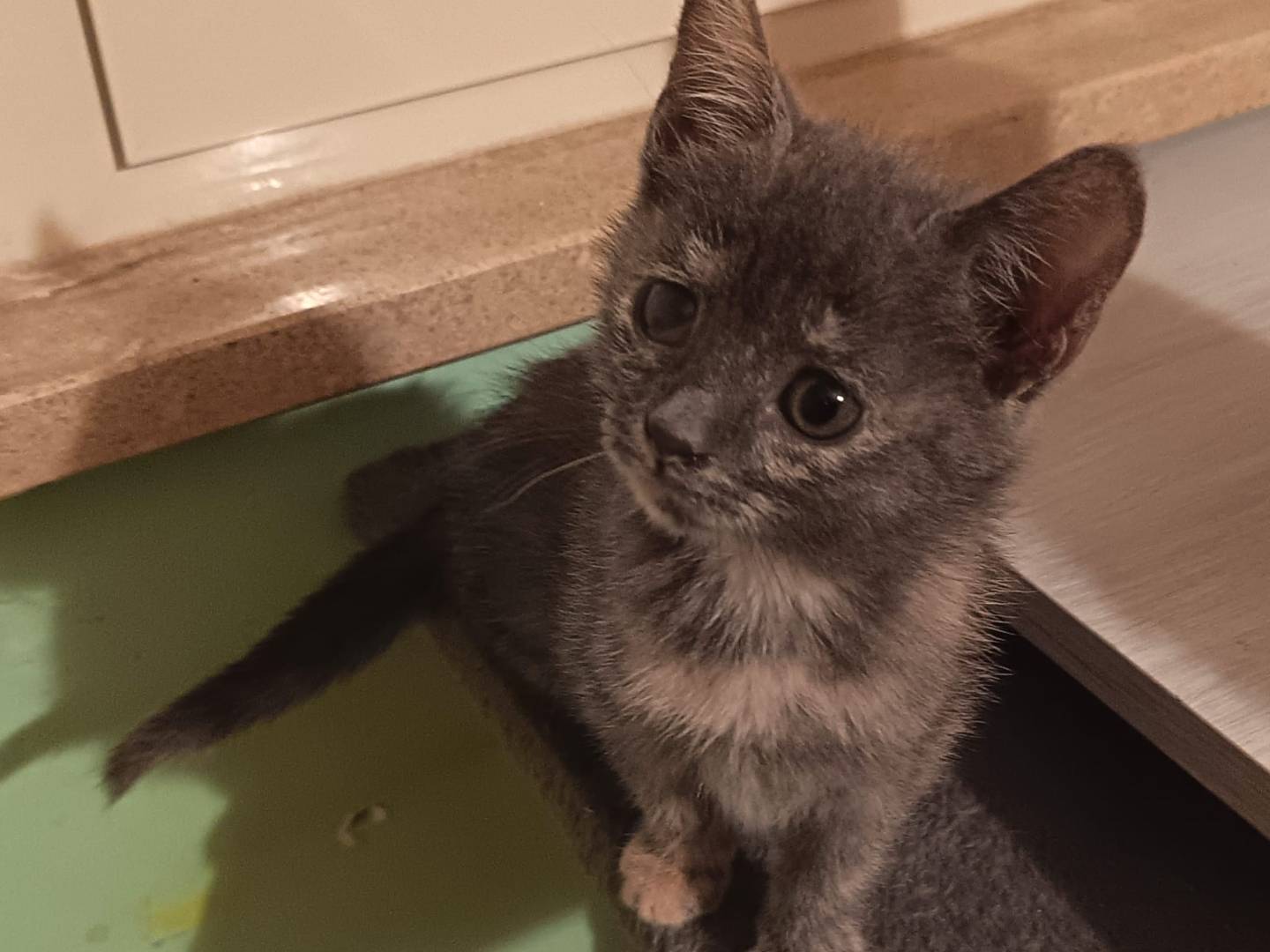 Adotta un gatto, maschio, 2 mesi, Latina