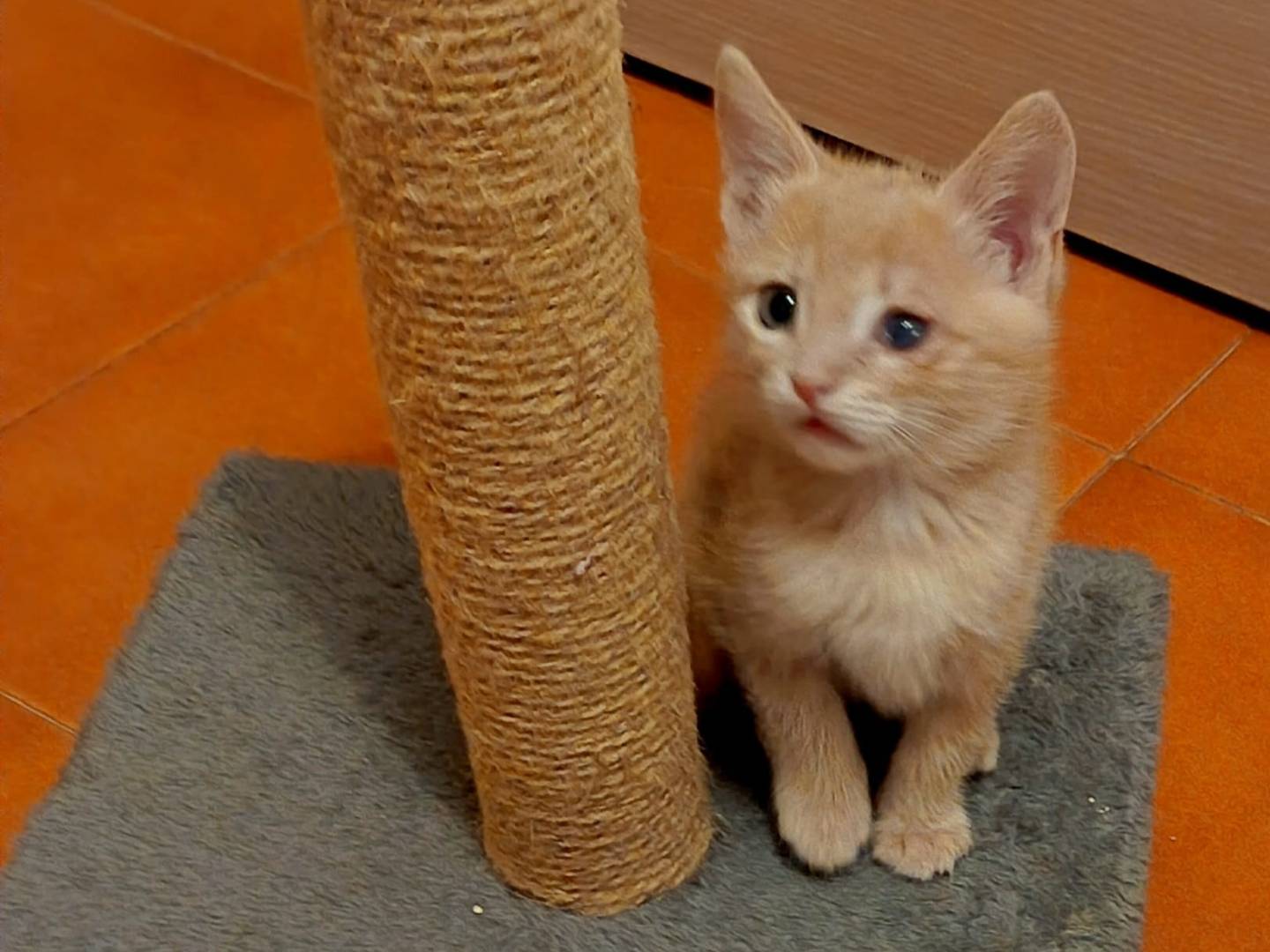 Adotta un gatto, taglia non valida, maschio, Latina