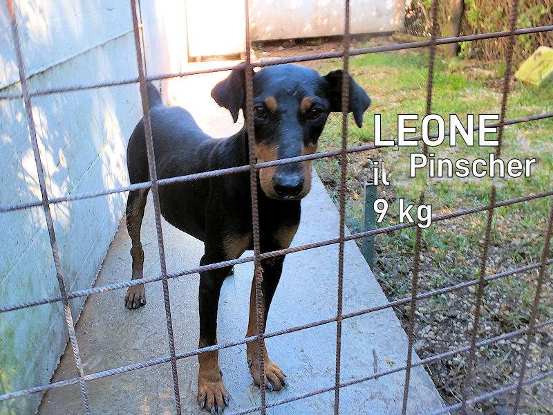 Adozione cane, maschio, Pinscher Razza sconosciuta, 1 anno e 9 mesi, taglia piccola, Frosinone