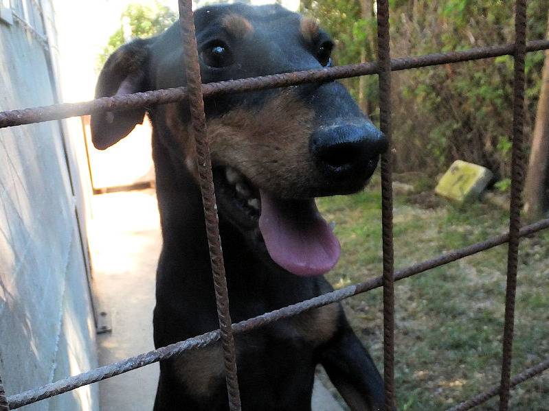 Adotta un cane, maschio, 1 anno e 9 mesi, Frosinone