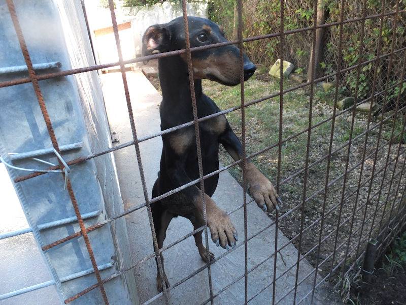 Adotta un cane, taglia piccola, maschio, Frosinone