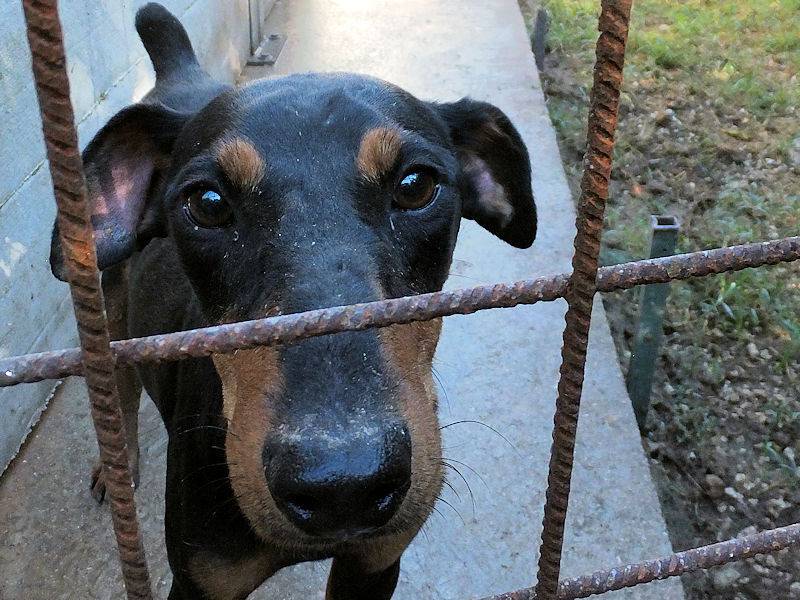 Vuoi adottare un cane a Frosinone?