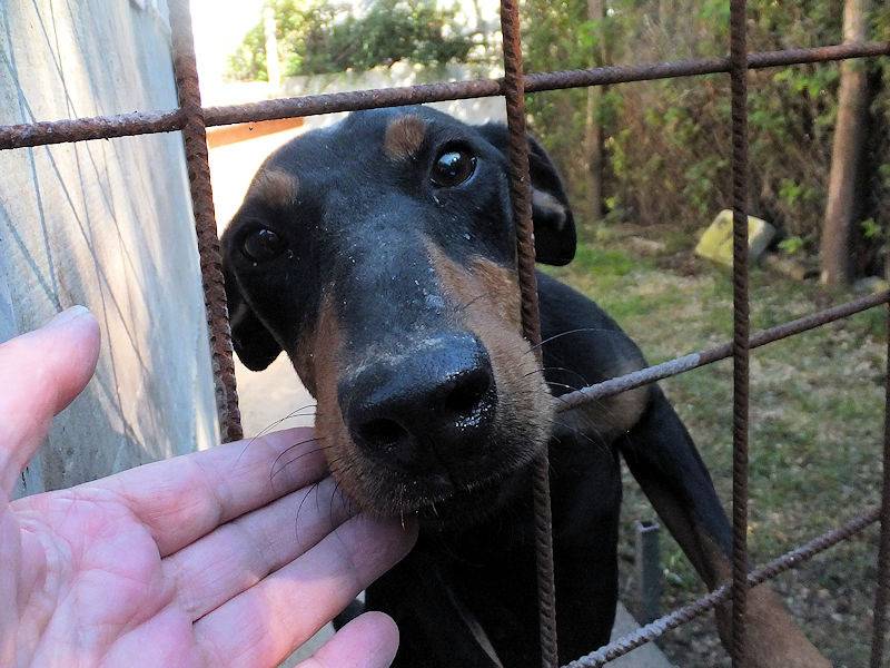 Adotta il cane LEONE a Frosinone