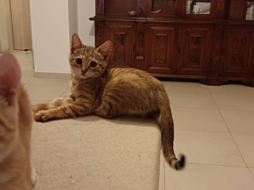 Adotta un gatto, femmina, 1 mesi, Barletta