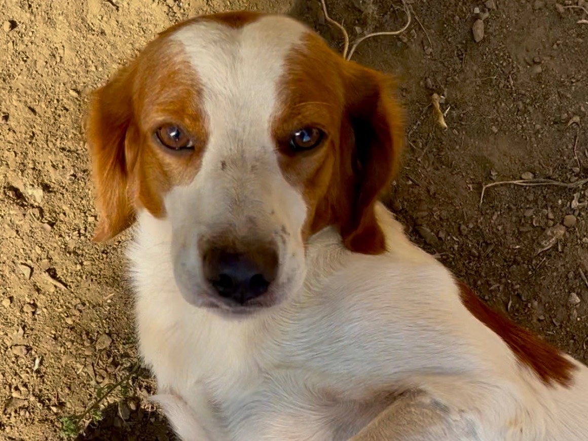 Adozione cane, maschio, Breton Razza sconosciuta, 1 anno e 5 mesi, taglia media, Savona