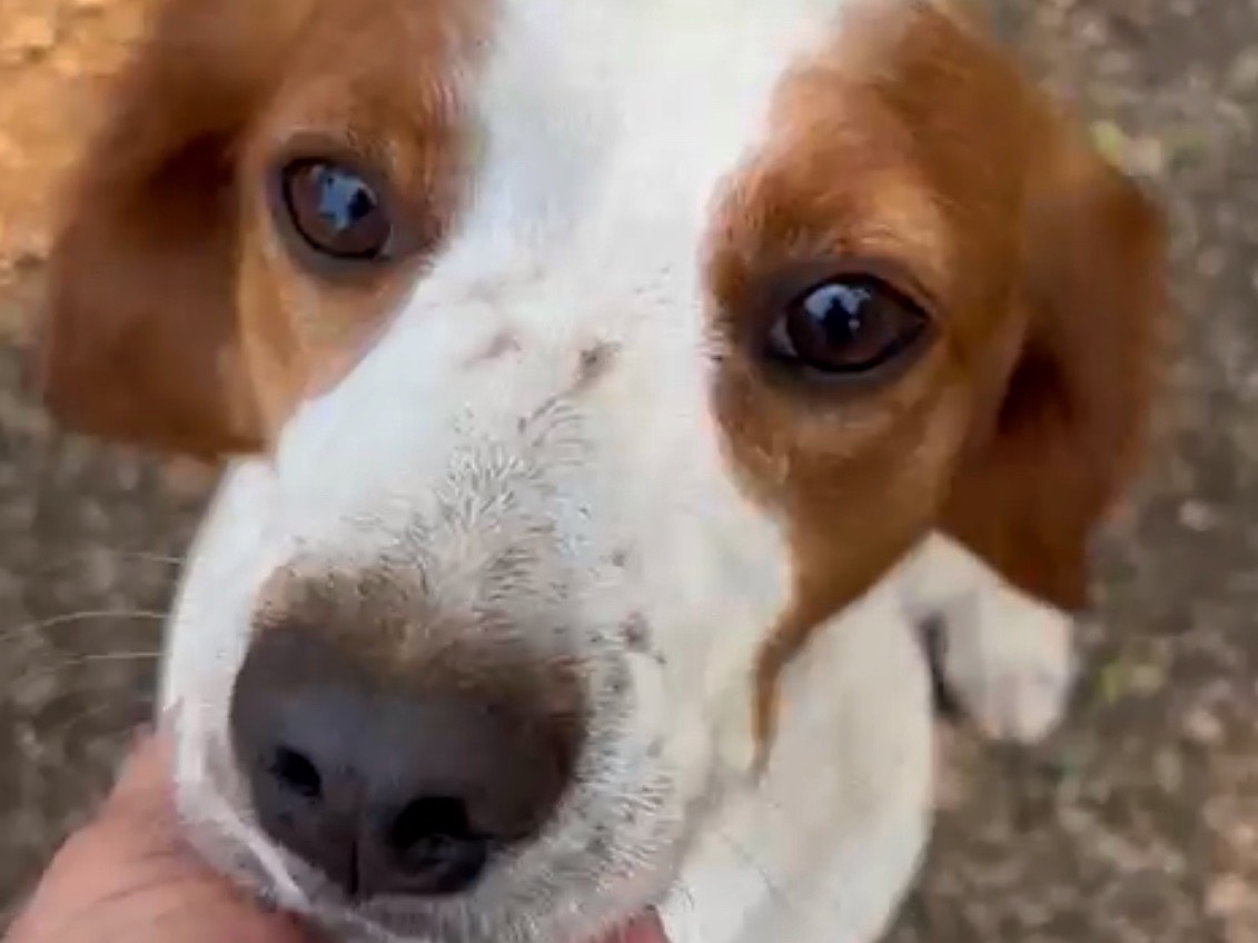 Adotta un cane, taglia media, maschio, Savona