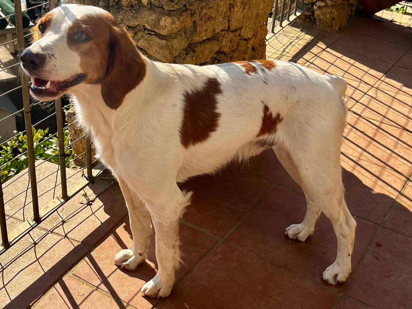 Vuoi adottare un cane a Savona?