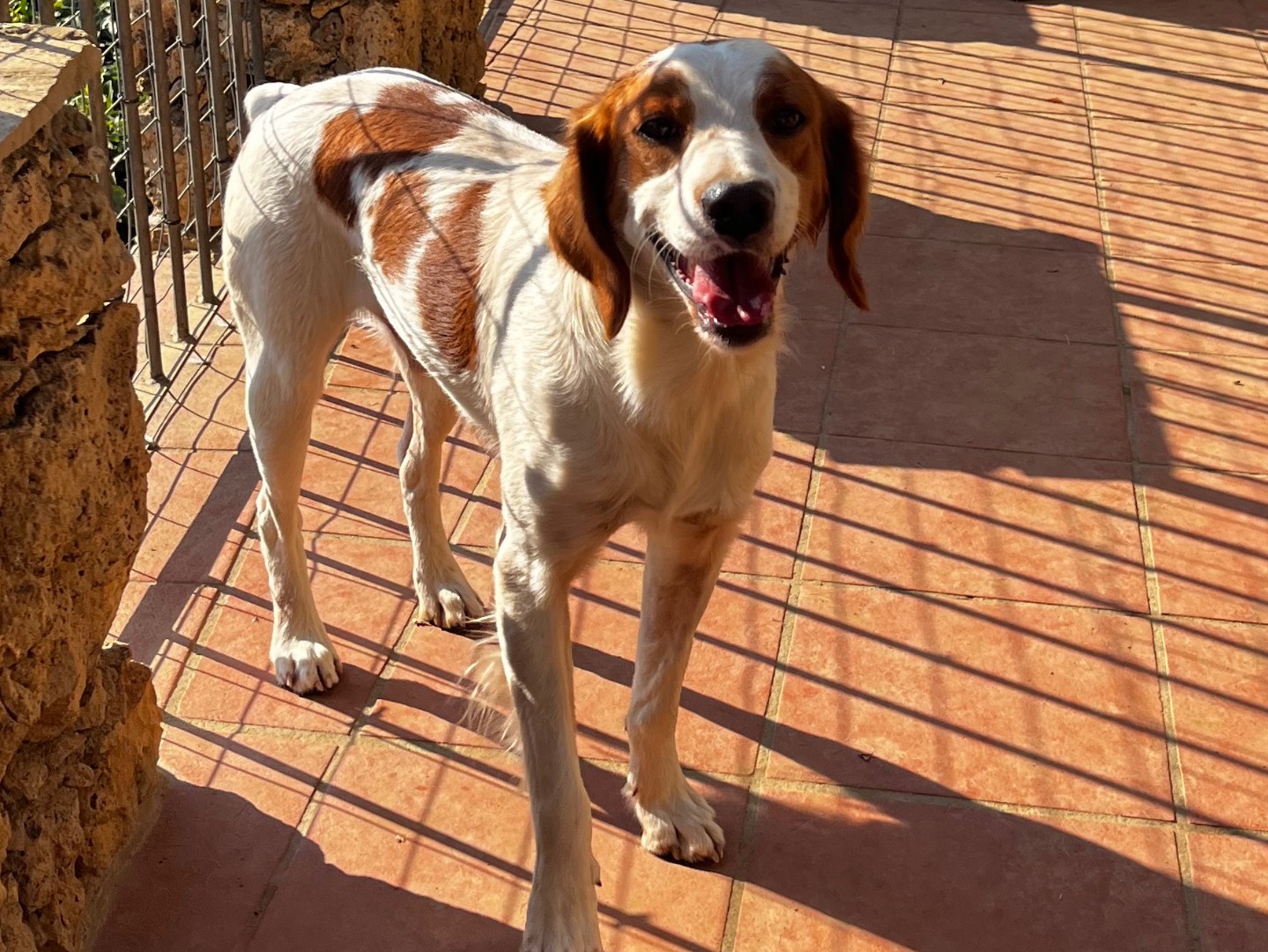 Adotta il cane Tommy a Savona