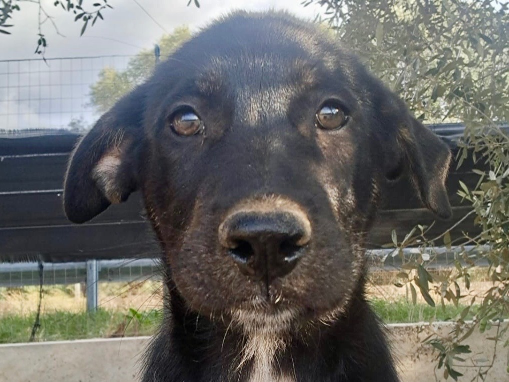 Adozione cane, femmina, Razza sconosciuta Razza sconosciuta, 2 mesi, taglia grande, Savona