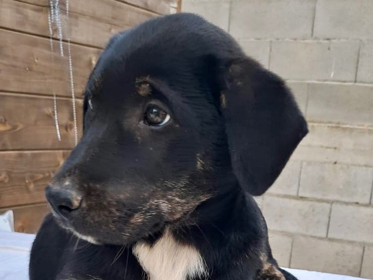 Adotta un cane, femmina, 2 mesi, Savona