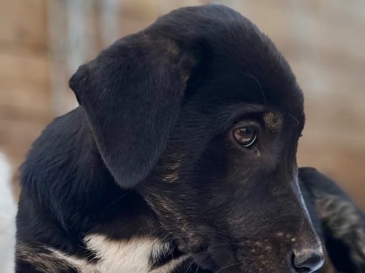 Adotta un cane, taglia grande, femmina, Savona
