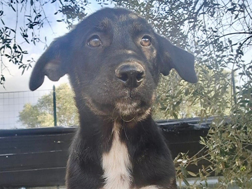 Vuoi adottare un cane a Savona?