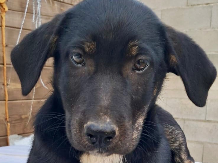 Adotta il cane Alba a Savona