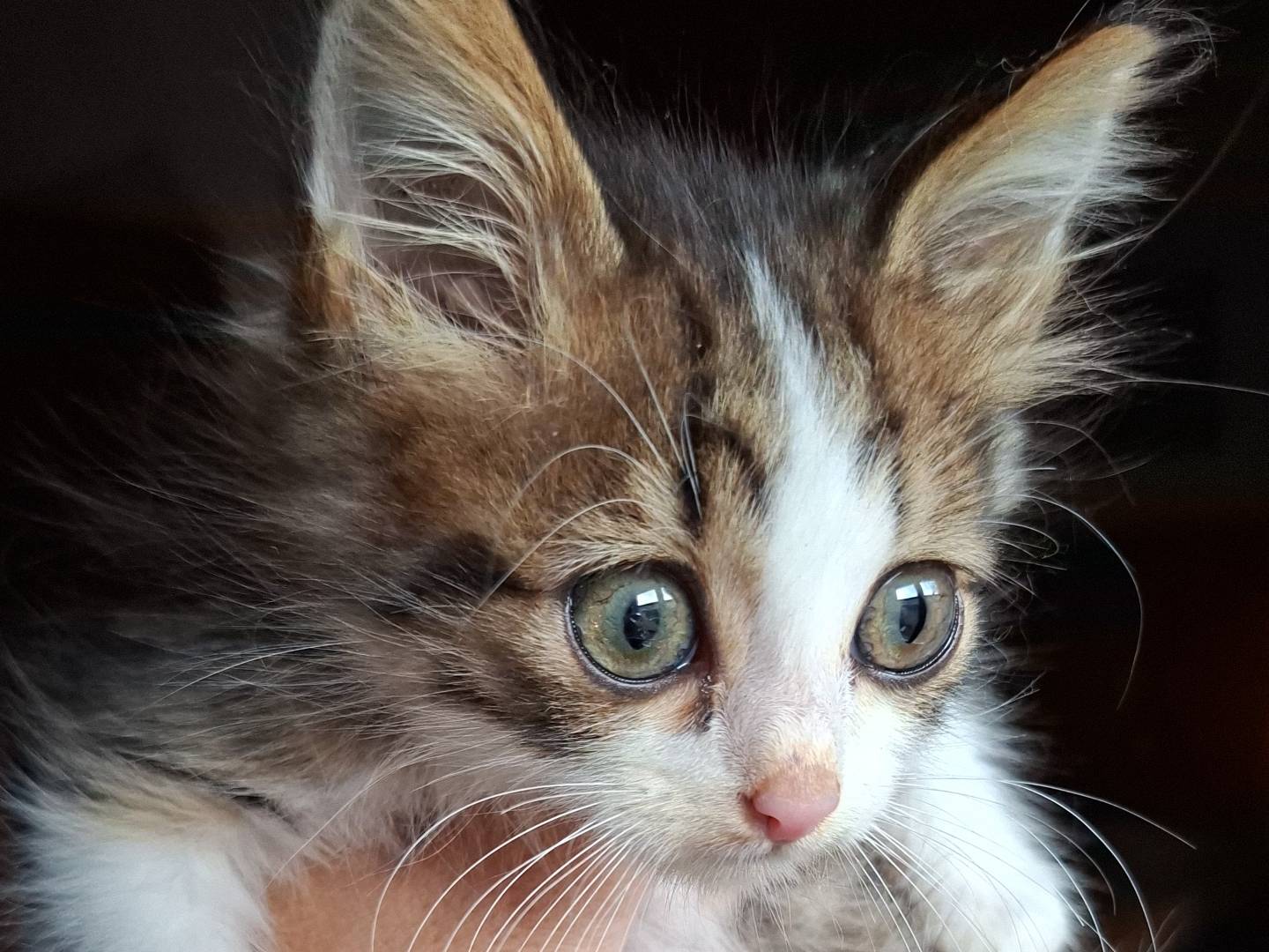 Adozione gatto, maschio, Razza sconosciuta Razza sconosciuta, 2 mesi, taglia non valida, Viterbo