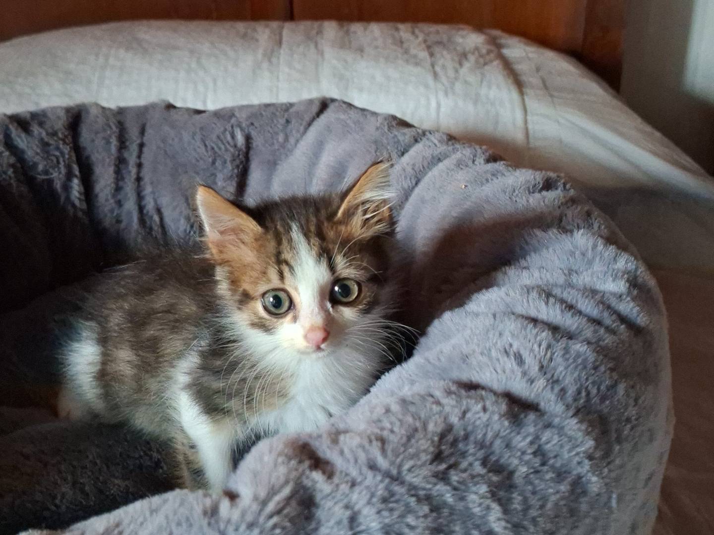 Adotta un gatto, maschio, 2 mesi, Viterbo