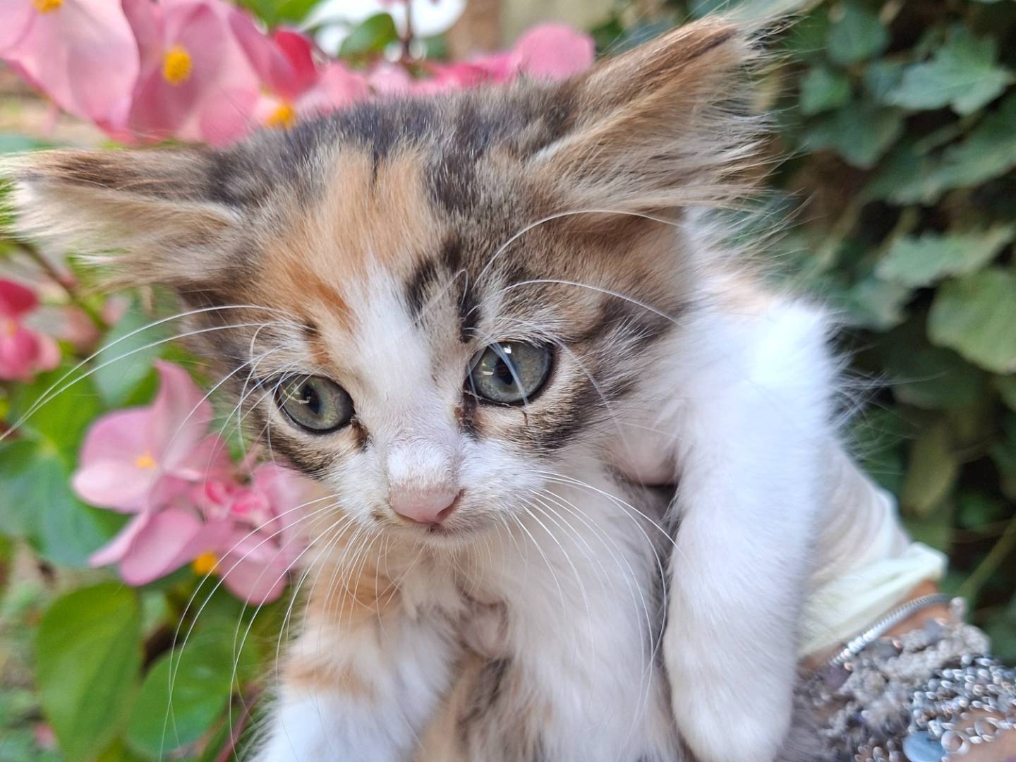 Adozione gatto, femmina, Razza sconosciuta Razza sconosciuta, 2 mesi, taglia non valida, Viterbo