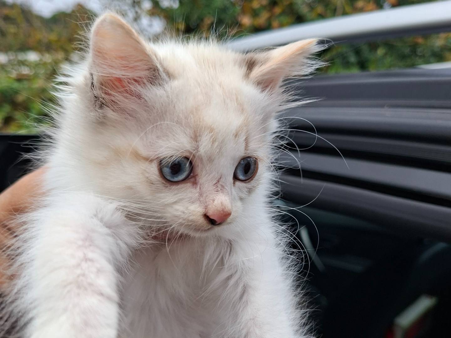 Adozione gatto, femmina, Razza sconosciuta Razza sconosciuta, 2 mesi, taglia non valida, Viterbo