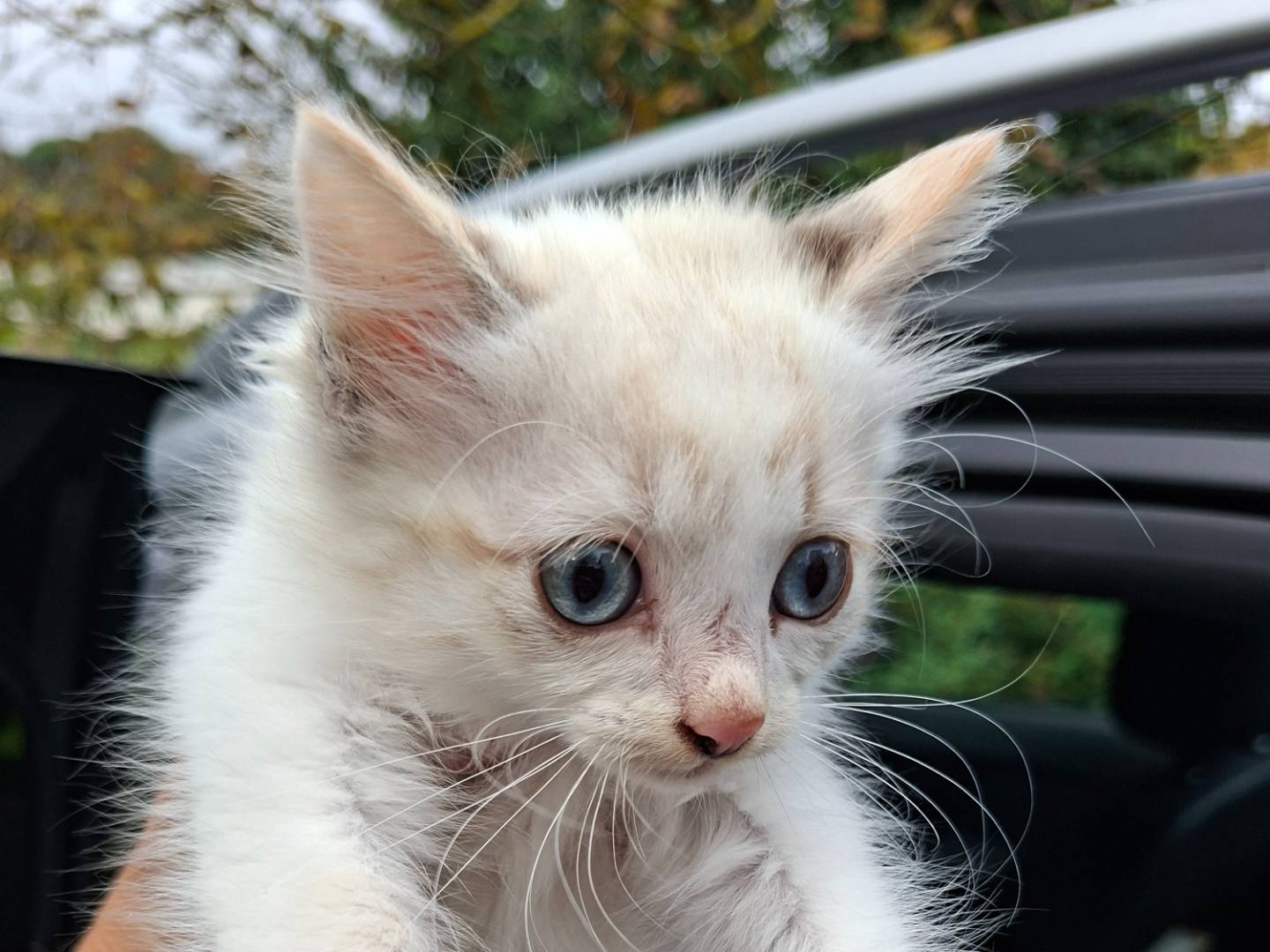 Adotta un gatto, femmina, 2 mesi, Viterbo
