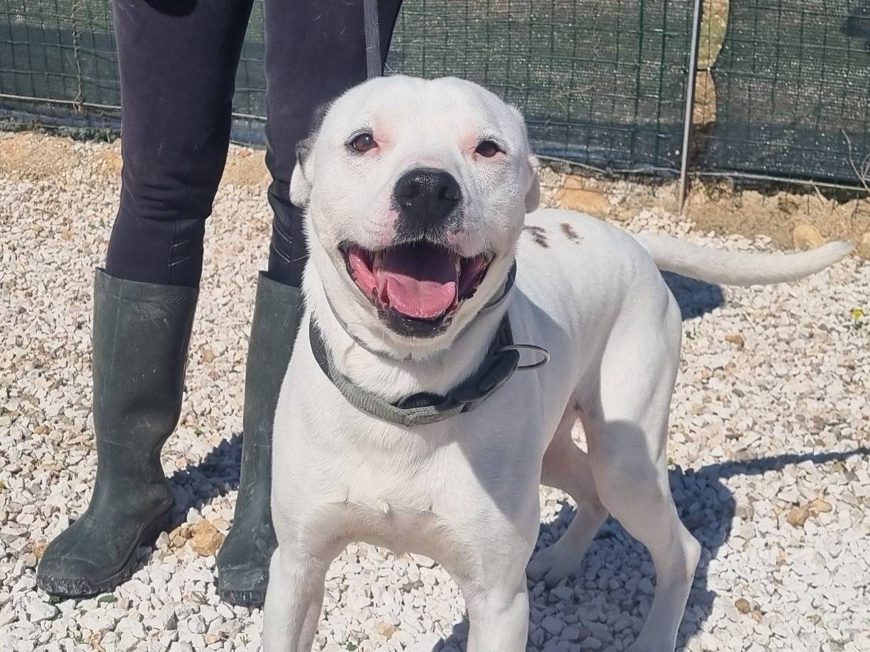 Adotta un cane, maschio, 7 anni e 7 mesi, Bari