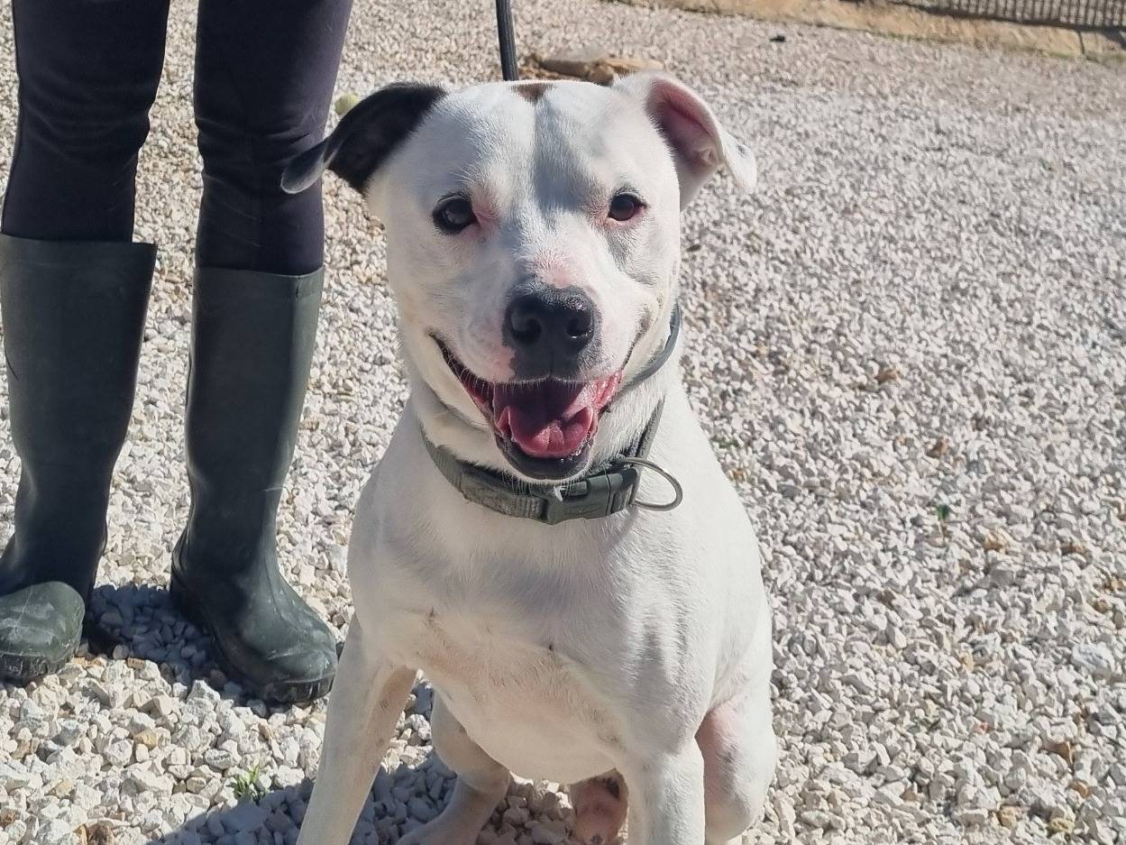 Adozione cane, maschio, Pitbull Razza sconosciuta, 7 anni e 7 mesi, taglia media, Bari