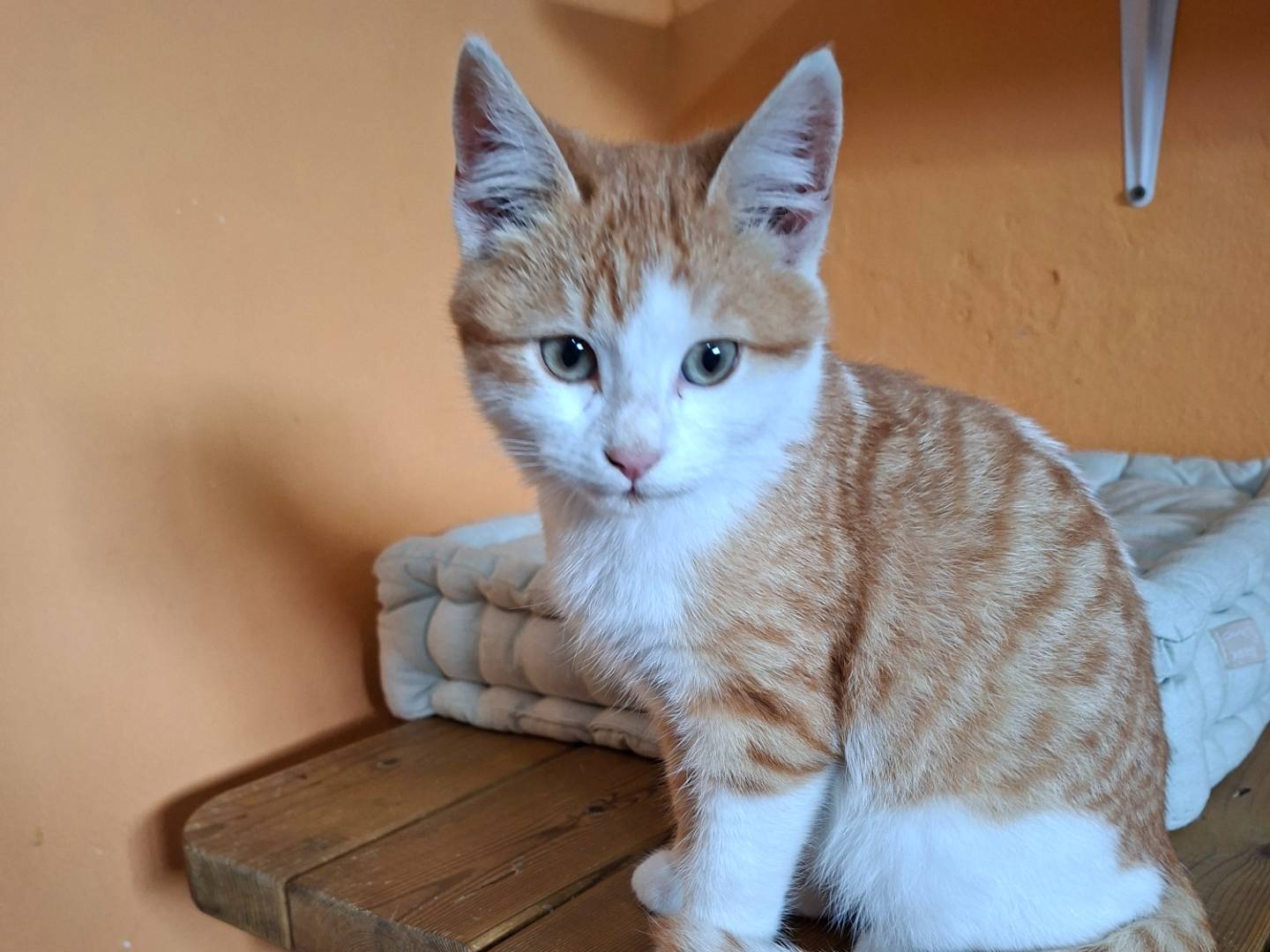 Adozione gatto, maschio, Razza sconosciuta Razza sconosciuta, 3 mesi, taglia non valida, Viterbo