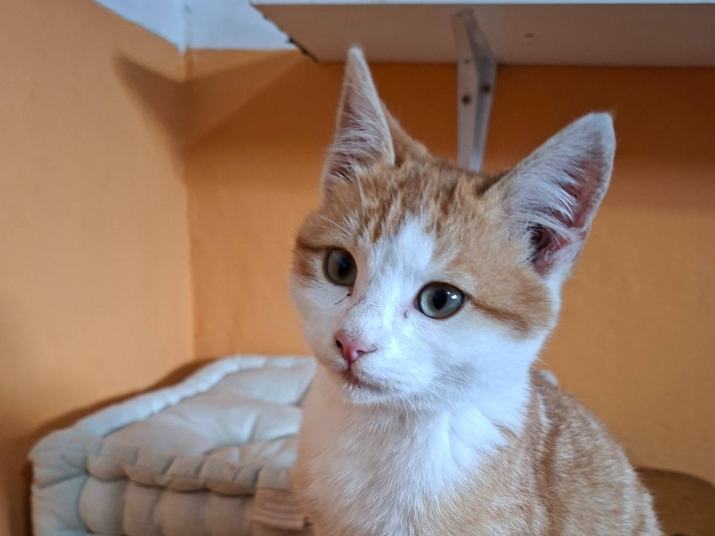 Adotta un gatto, maschio, 3 mesi, Viterbo