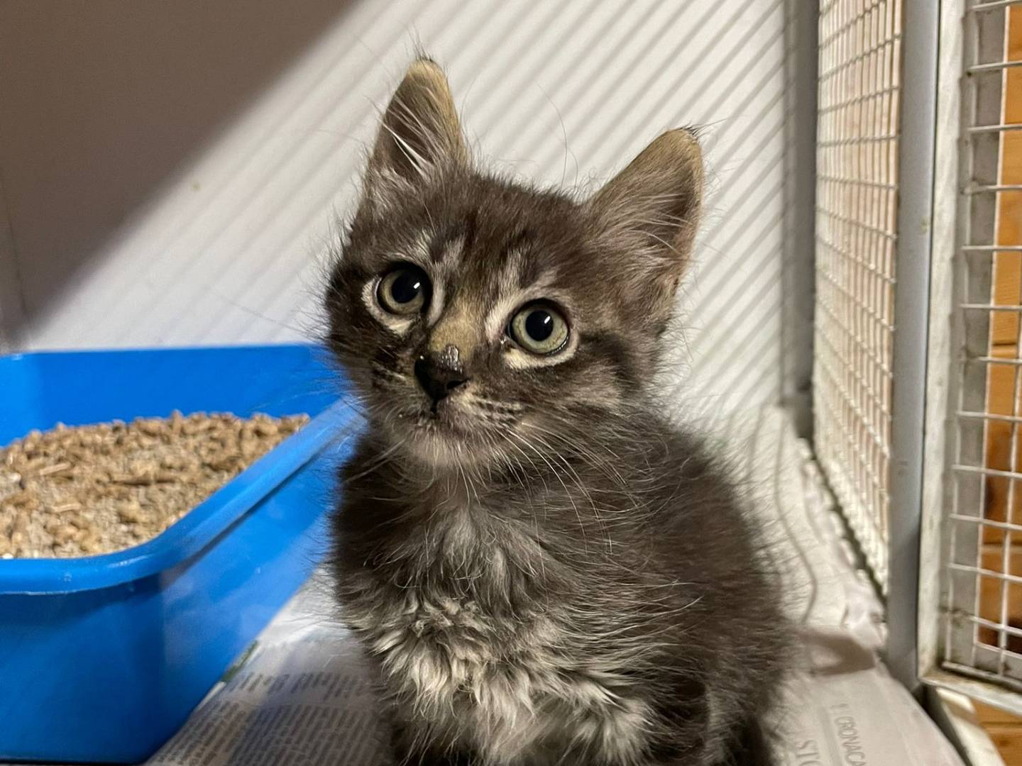 Adozione gatto, maschio, Razza sconosciuta Razza sconosciuta, 1 mesi, taglia non valida, Milano