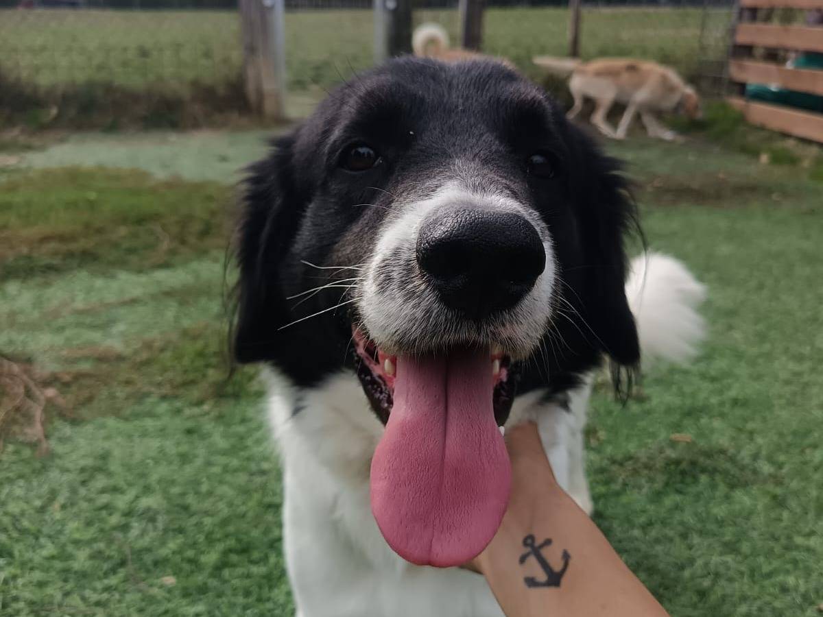 Adozione cane, maschio, Razza sconosciuta Razza sconosciuta, 1 anno e 1 mese, taglia media, Pisa