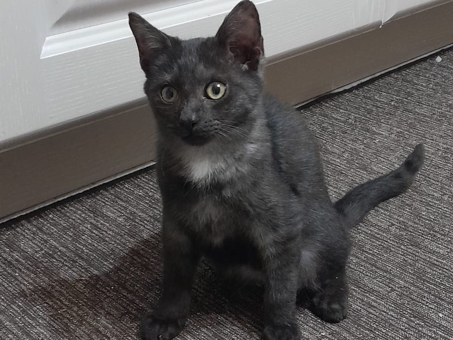 Adozione gatto, maschio, Razza sconosciuta Razza sconosciuta, 3 mesi, taglia non valida, Savona