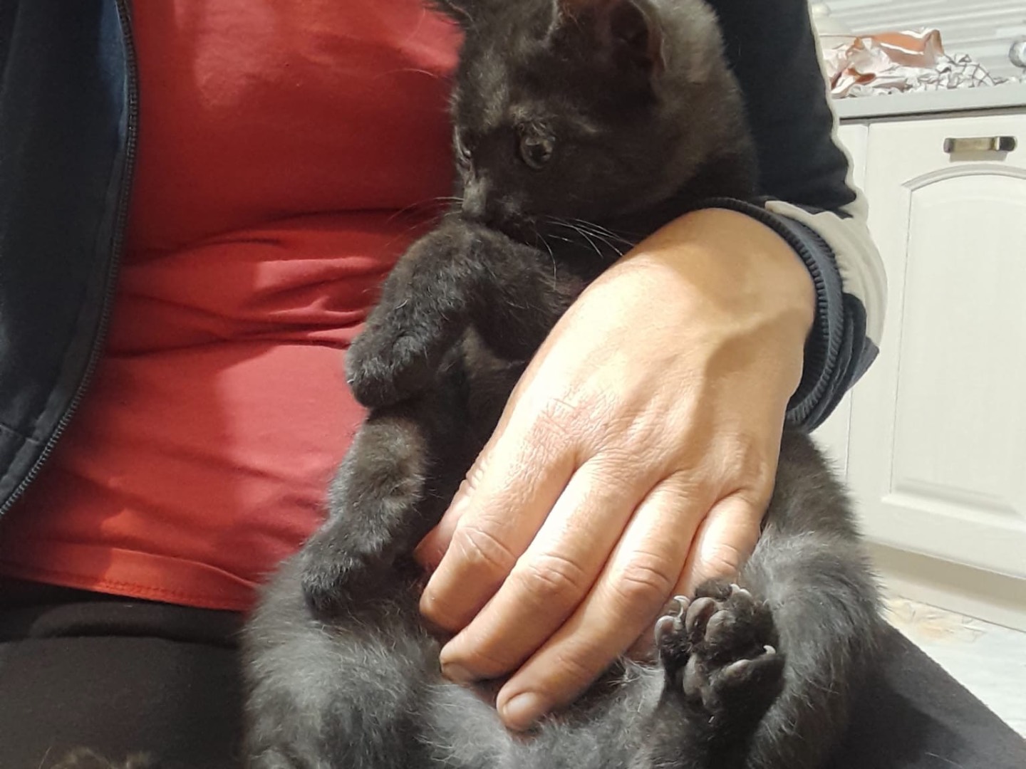 Adotta un gatto, maschio, 3 mesi, Savona