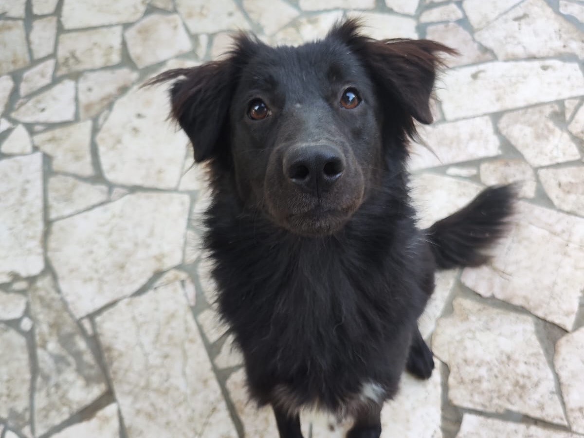 Adotta un cane, femmina, 2 anni e 1 mese, Teramo