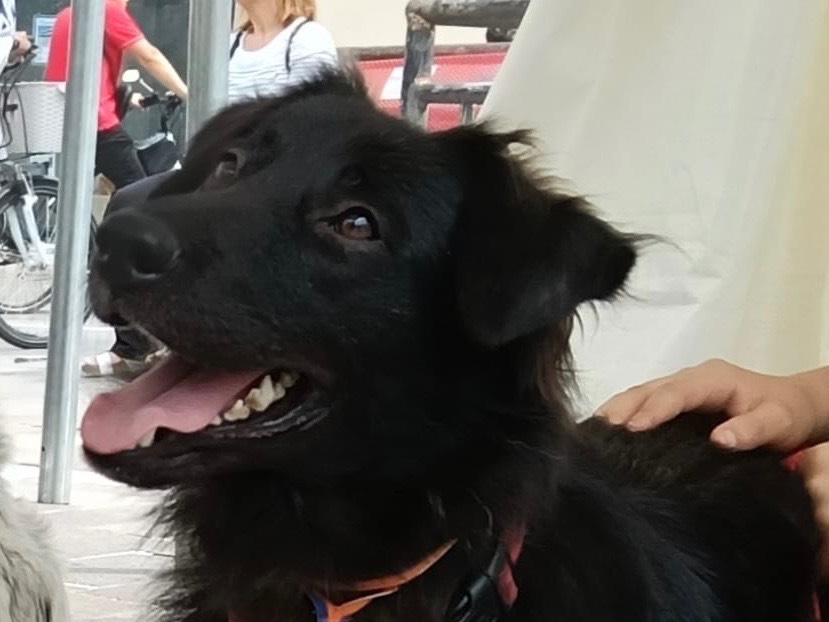 Vuoi adottare un cane a Teramo?