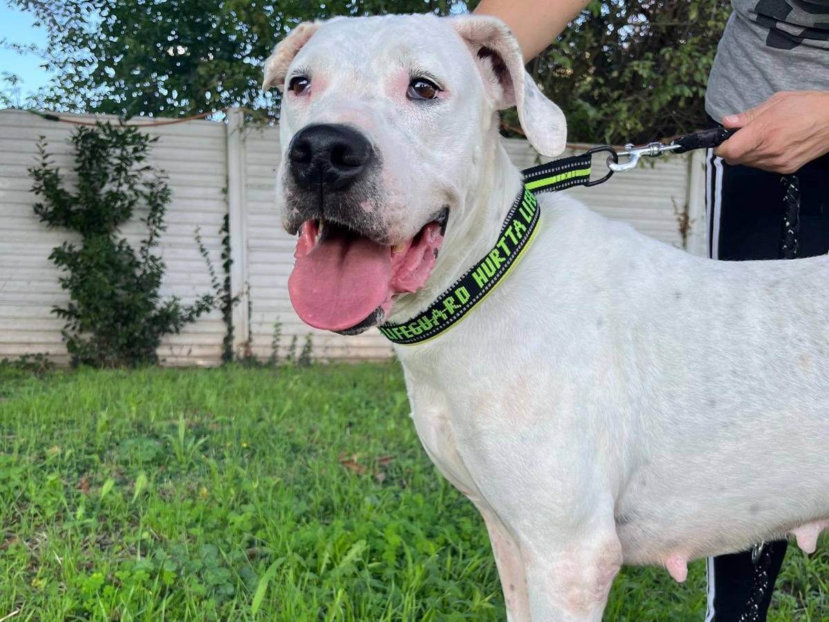 Adozione cane, femmina, Razza sconosciuta Razza sconosciuta, 6 anni e 8 mesi, taglia media, Milano