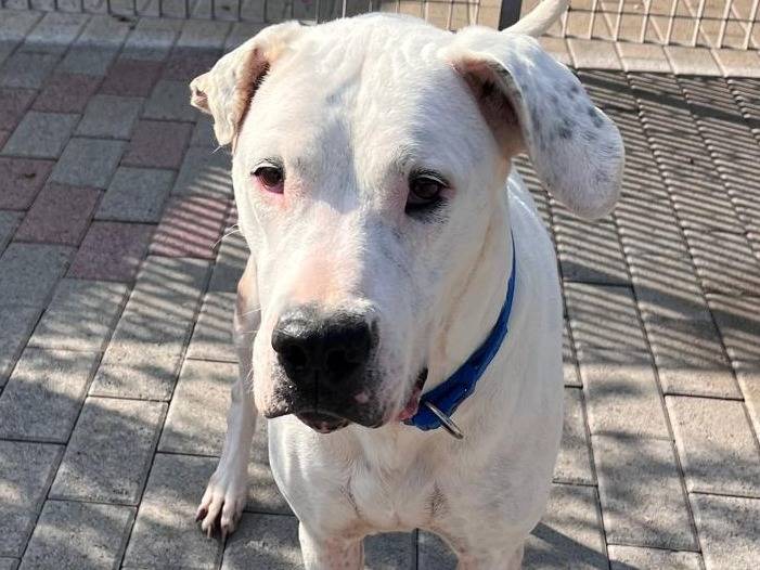 Adotta un cane, femmina, 6 anni e 8 mesi, Milano