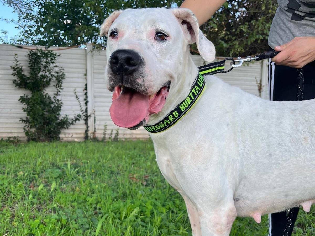 Adotta un cane, taglia media, femmina, Milano